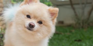 Fluffy Dog Breeds You'll Want to Snuggle