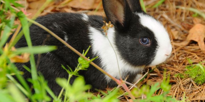 Rodenjmts Rabbit Rabbits & Rodents - Critter Culture