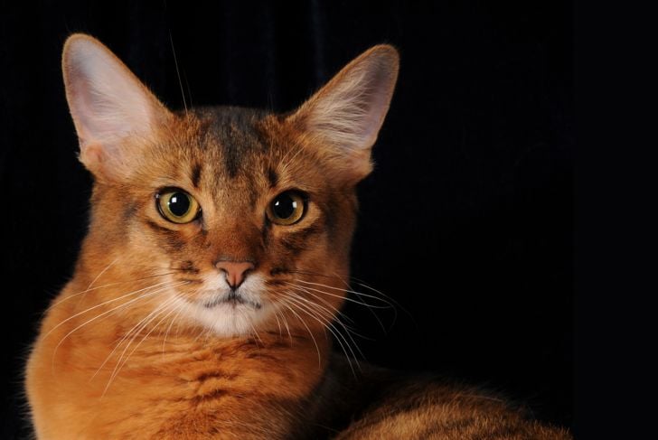 10 Fascinating Facts About the Somali Cat - Critter Culture