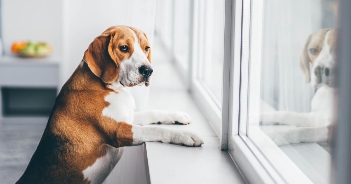 How Busy Dog Owners Can Make Time for Their Pets Critter Culture