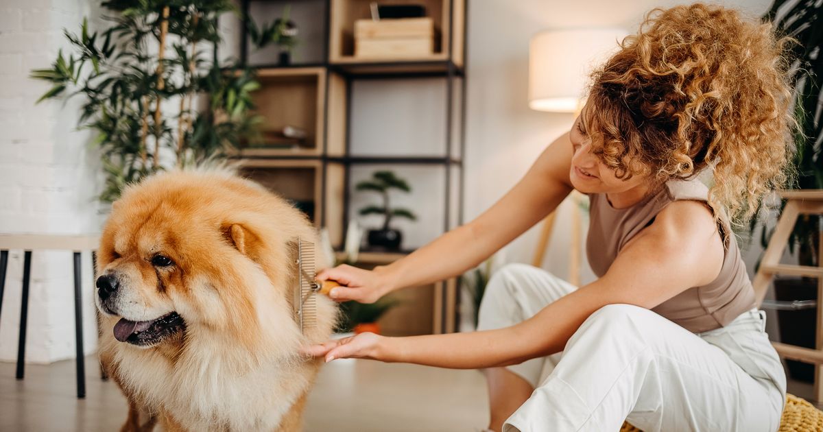 Caring for Floofy DoubleCoated Dog Breeds Critter Culture