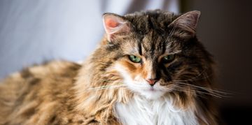Help! My Cat is a Bully and It Has to Stop