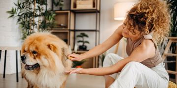 Caring for Floofy Double-Coated Dog Breeds