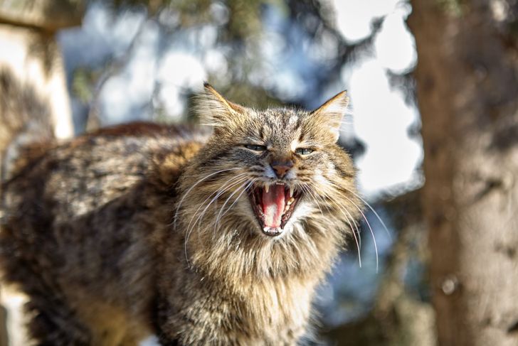 Feral Cats and the Quest to Care for Them - Critter Culture