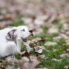 Fix Your Flea Issue Methodically