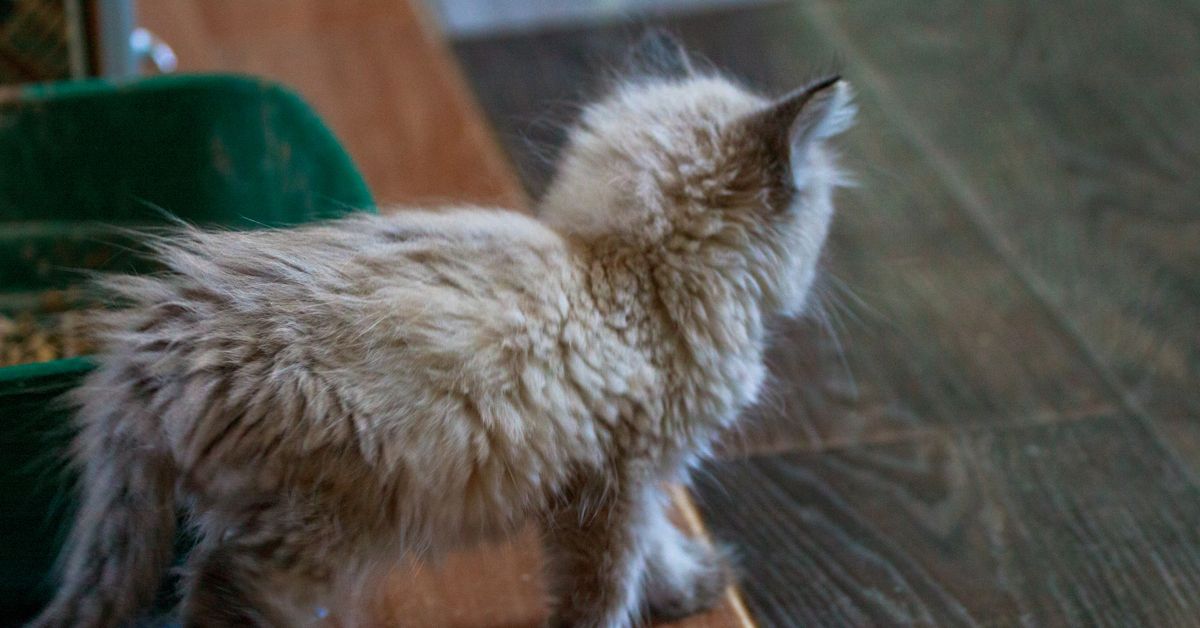 Get the Smell of Cat Pee Out of Your House Critter Culture