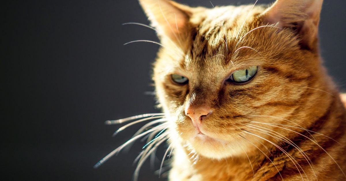 Feline Jealousy 10 Tips to Help Your Cat Critter Culture