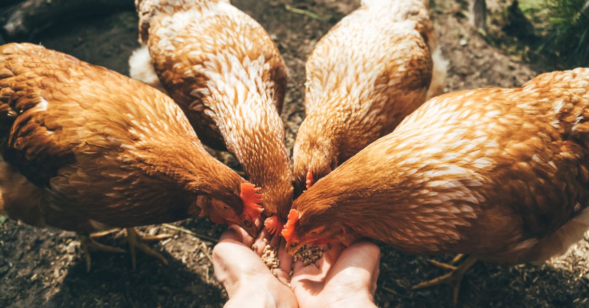 Start Your Flock With These EggLaying Breeds Critter Culture