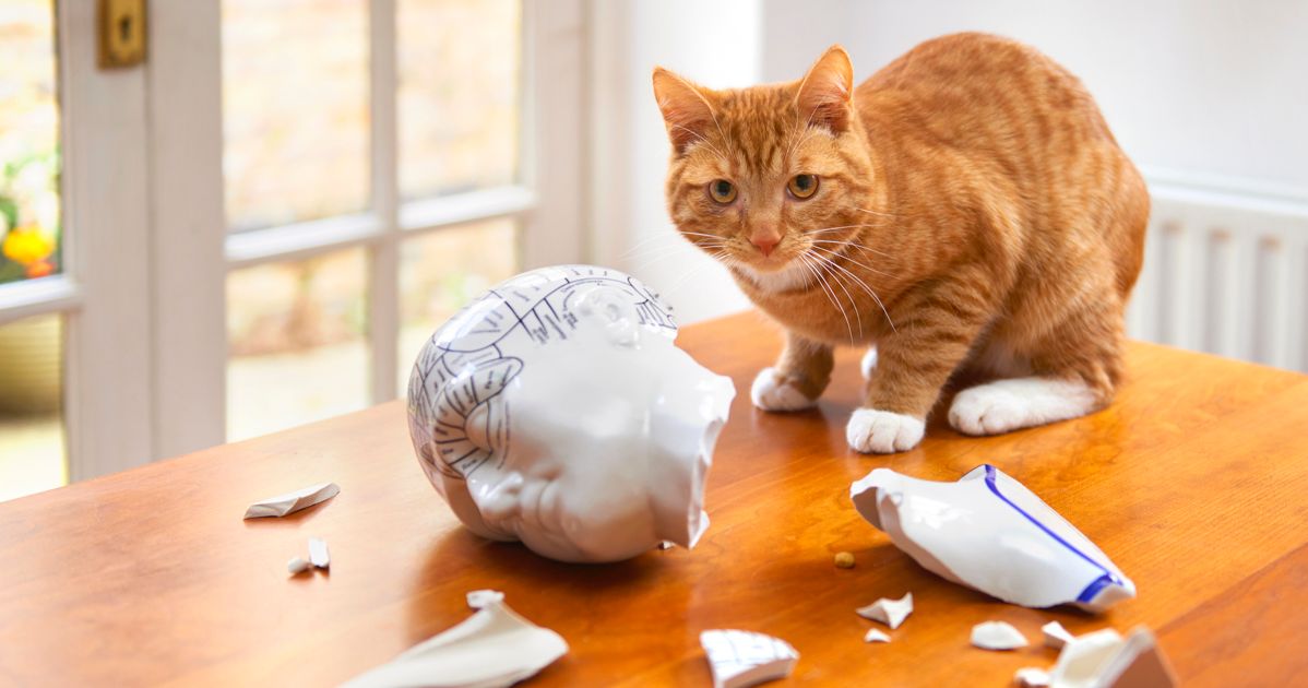 Turn Your Naughty Cat Into a Lovable Fur Ball Critter Culture