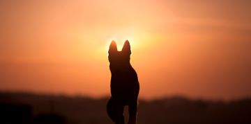 Companion Dogs That Look Like Wolves