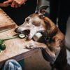 Take Your Dog's Diet to New Heights With Veg