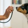 These Are the Most Contagious Dog Diseases