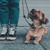 Kit Your Dog Out in the Right Collar or Harness