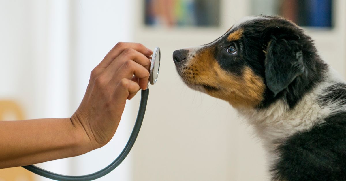 These Are the Most Contagious Dog Diseases Critter Culture