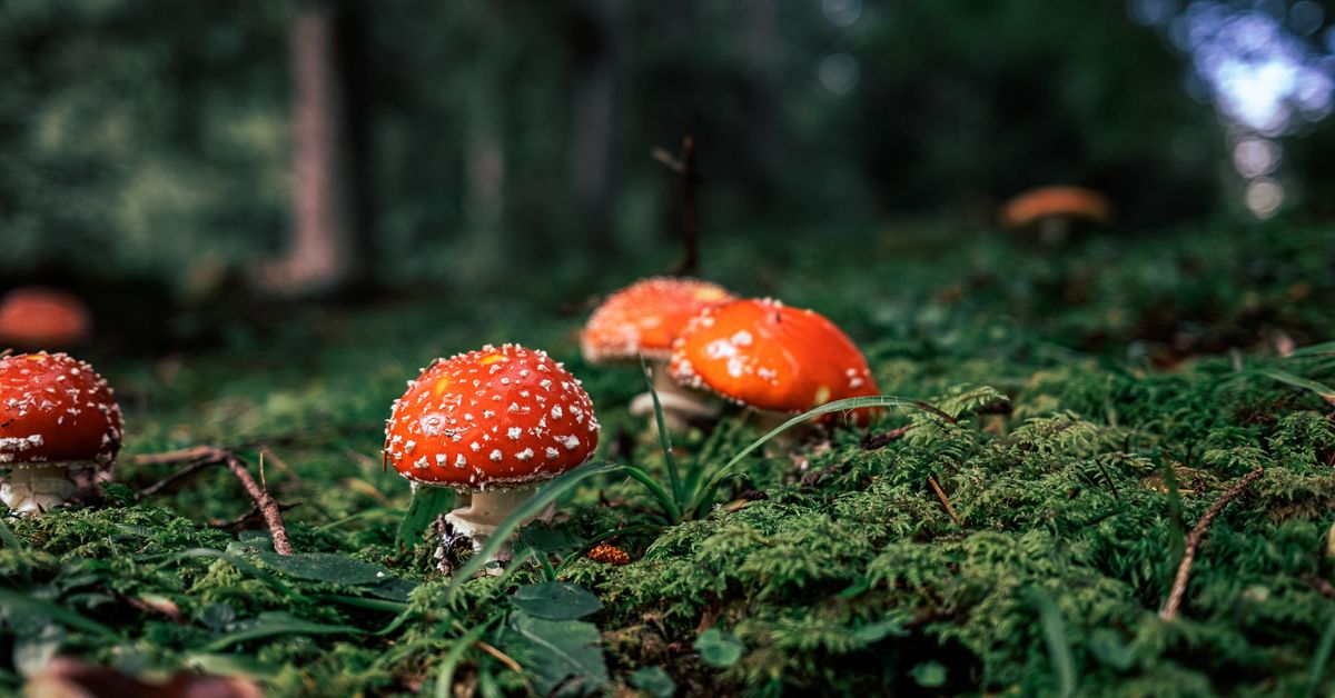 10 Poisonous Mushrooms Your Dog Should Avoid Critter Culture