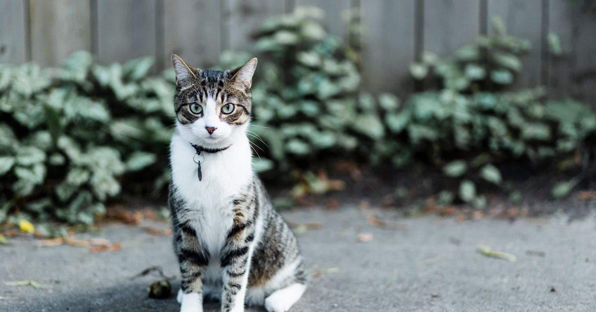 Why Do Healthy Cats Throw Up? Critter Culture