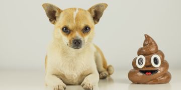 10 Simple Steps for Using a Fecal Scoring Chart