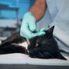 10 Signs of Cancer in Pets