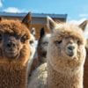 How To Shear Your Alpaca