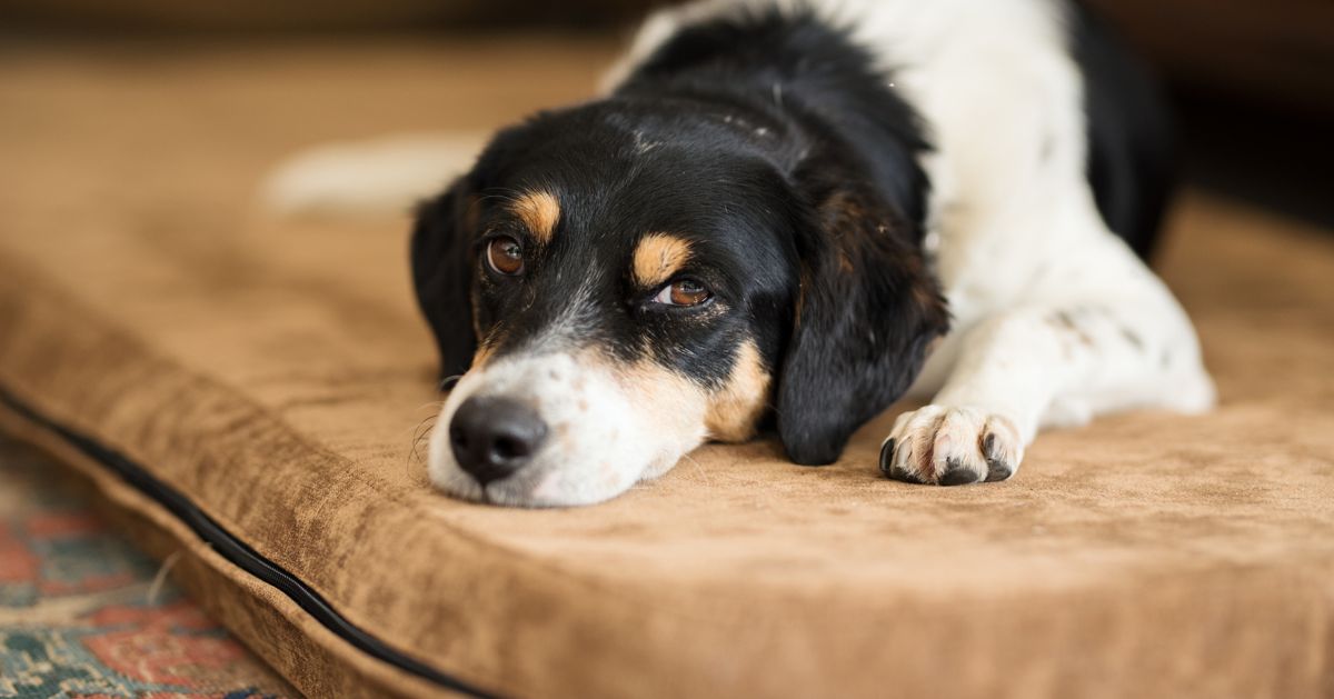Recognizing Canine Medical Emergencies - Critter Culture
