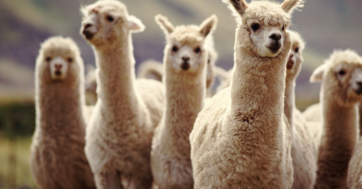 How To Care For Your Alpaca - Critter Culture