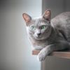 Consider The Sweet Korat Cat