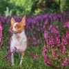 Learn All About Deer-Head Chihuahuas