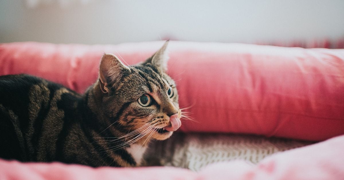 Why Is My Cat Drooling? Critter Culture