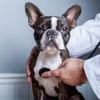10 Common Genetic Disorders in Dogs