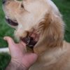 Top Dog Names For Your Canine Companion