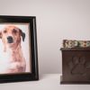 End Of Life Planning For Your Pet