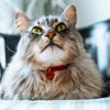 Top Cat Names For Your New Furbaby