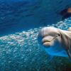 20 Animal Brainiacs: The World's Smartest Animals