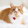 Top Pet Names For Any Companion