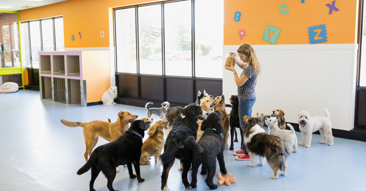 How To Find The Best Pet Sitter or Doggy Daycare Critter Culture