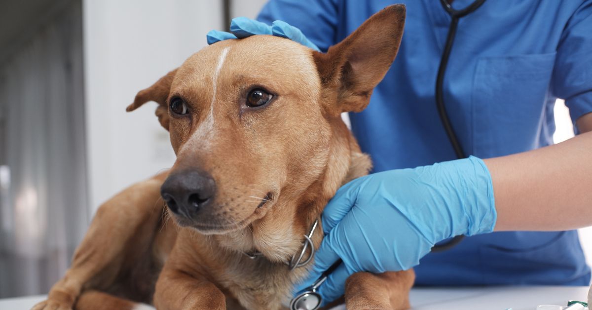 You Need to Know About Tracheal Collapse in Dogs Critter Culture