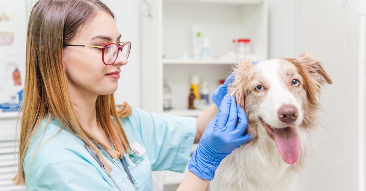 Treating Your Dog for Ear Infections Critter Culture