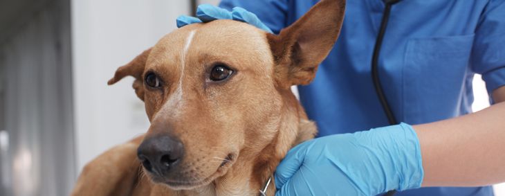 vet using a stethoscope to check a dog patient