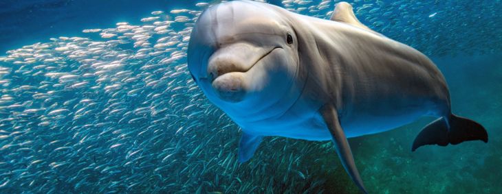 dolphin underwater on blue ocean background