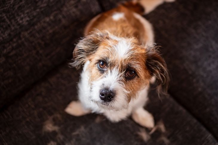 Small dog sits on a sofa amidst hair looking at camera