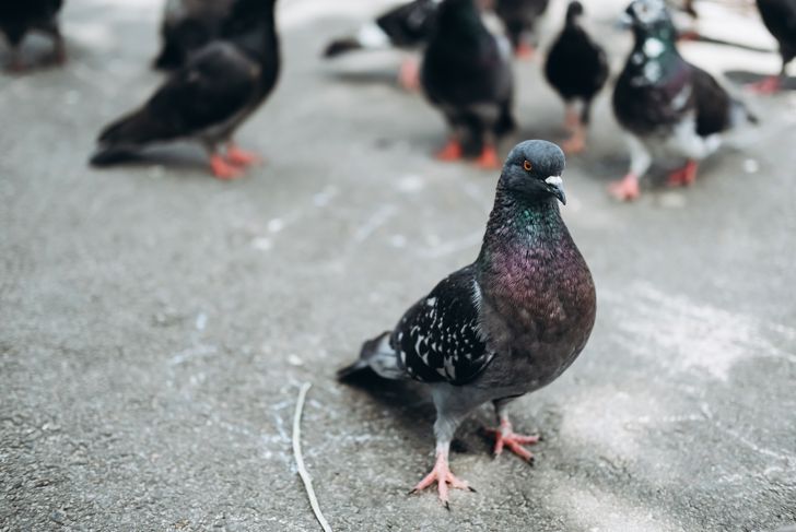 City pigeons on asphalt.