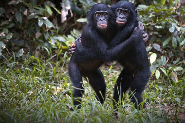 Bonobo chimpanzees hugging in the wilderness in Democratic Republic of the Congo