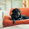 The World's Oldest Pets