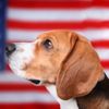 Presidential Pets That Left a Mark on History