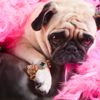 The Most Expensive Pets Ever Sold