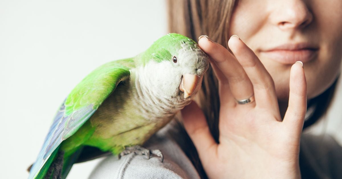20 Brilliant Names For Your Pet Bird Critter Culture