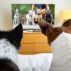 15 Pet-Themed Movies To Watch With Your Furry Friend