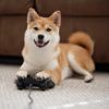The Most Memorable Pets in Video Games