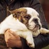 Is It Fluff or Fat? Obesity in Dogs