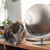 Most Popular Cat Names in 20 Countries